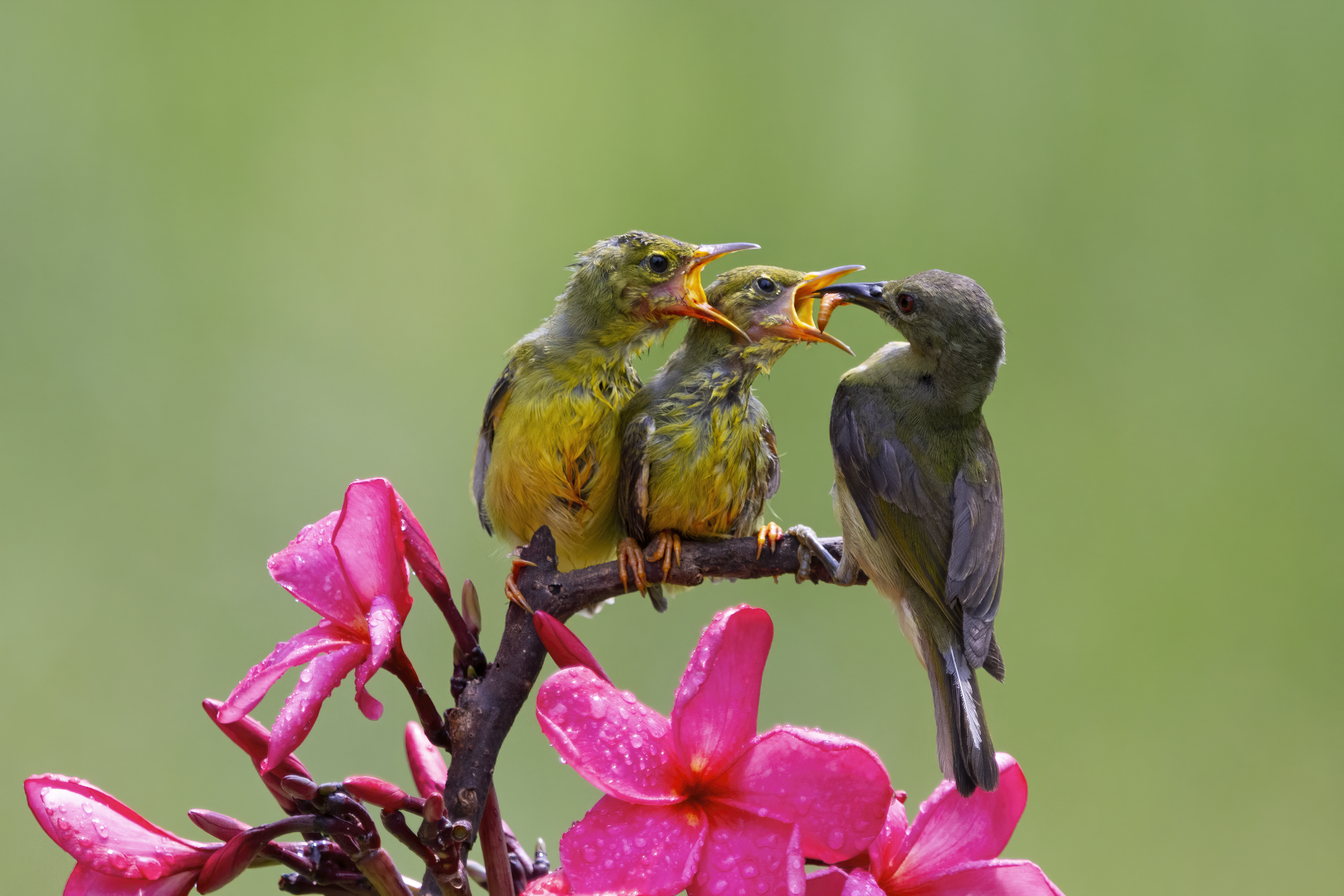 Sri Lanka Bird Watching Tour