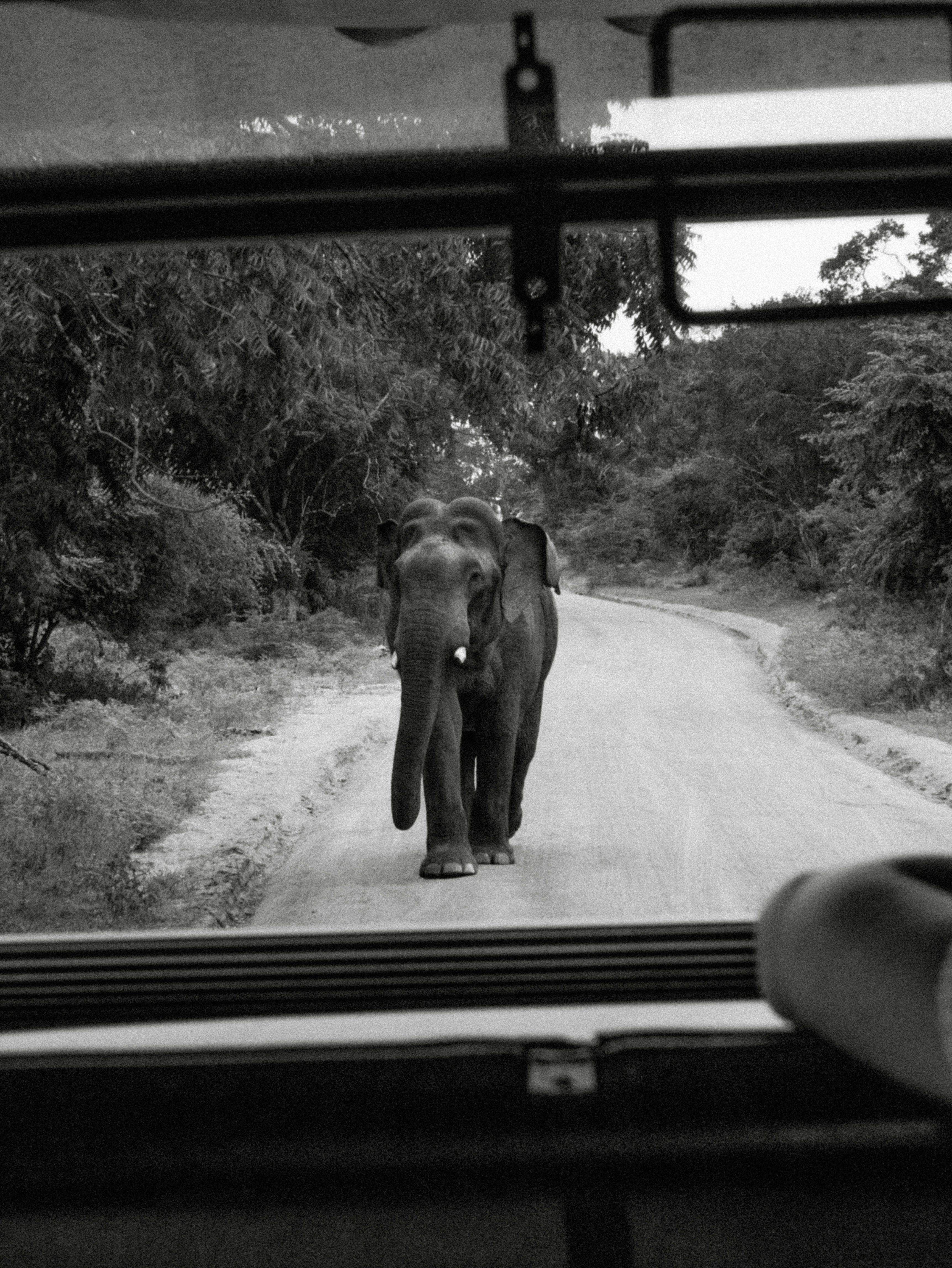 Yala Safari